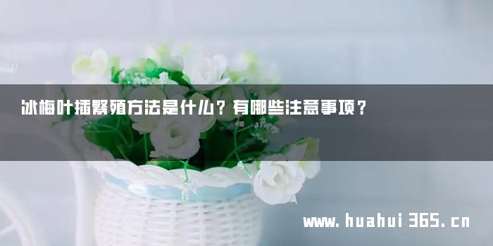 冰梅叶插繁殖方法是什么？有哪些注意事项？