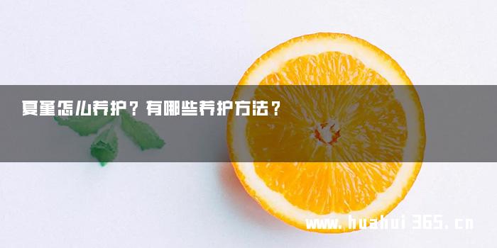 夏堇怎么养护？有哪些养护方法？