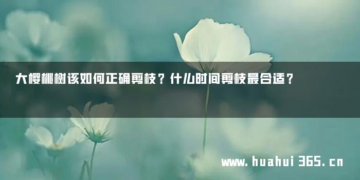 大樱桃树该如何正确剪枝？什么时间剪枝最合适？