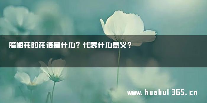 腊梅花的花语是什么？代表什么意义？