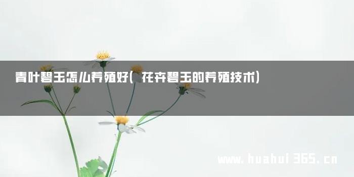 青叶碧玉怎么养殖好（花卉碧玉的养殖技术）